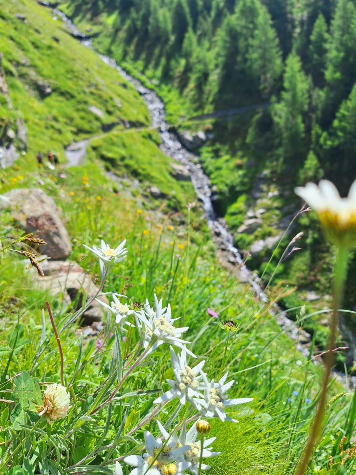 La reine des nos Alpes